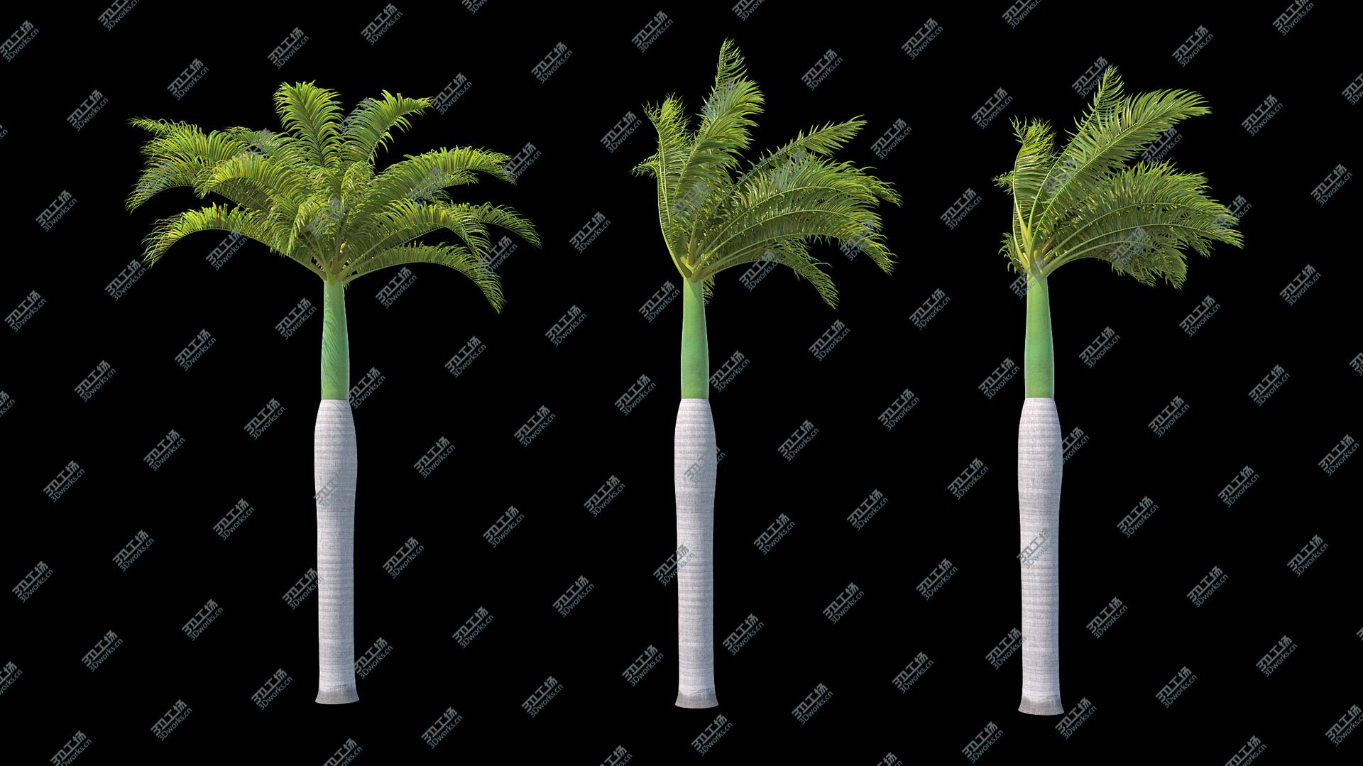 images/goods_img/2021040162/3D Palms Royal 01 model/2.jpg